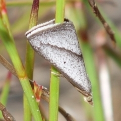Dichromodes (genus) (TBC) at Vincentia, NSW - 10 Jan 2023 by RobG1