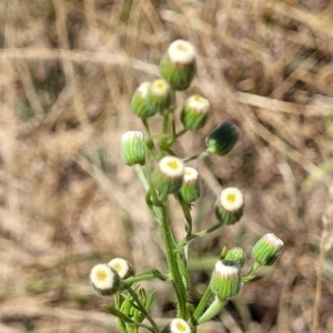 Erigeron bonariensis at Harrison, ACT - 17 Jan 2023 11:52 AM