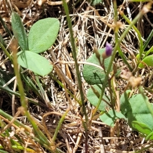 Glycine tabacina at Harrison, ACT - 17 Jan 2023