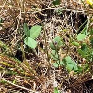 Glycine tabacina at Harrison, ACT - 17 Jan 2023