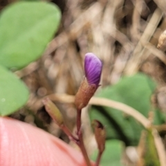 Glycine tabacina at Harrison, ACT - 17 Jan 2023