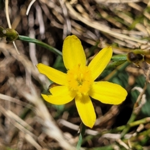 Tricoryne elatior at Harrison, ACT - 17 Jan 2023