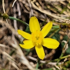 Tricoryne elatior (Yellow Rush Lily) at Harrison, ACT - 17 Jan 2023 by trevorpreston