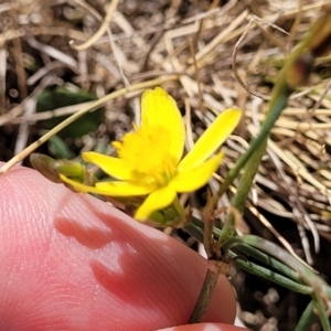 Tricoryne elatior at Harrison, ACT - 17 Jan 2023 11:50 AM