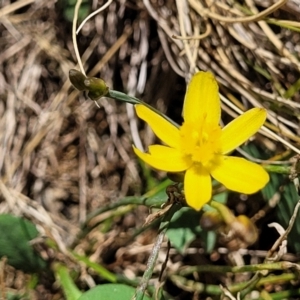 Tricoryne elatior at Harrison, ACT - 17 Jan 2023