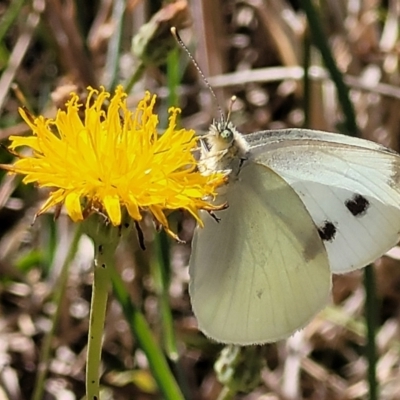 Pieris rapae (Cabbage White) at Harrison, ACT - 17 Jan 2023 by trevorpreston