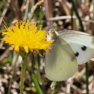 Pieris rapae at Harrison, ACT - 17 Jan 2023