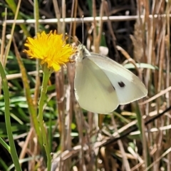 Pieris rapae at Harrison, ACT - 17 Jan 2023