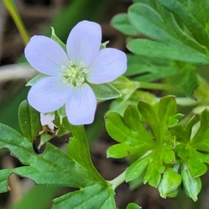 Geranium sp. Pleated sepals (D.E.Albrecht 4707) Vic. Herbarium at Harrison, ACT - 17 Jan 2023 11:45 AM