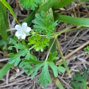 Geranium sp. Pleated sepals (D.E.Albrecht 4707) Vic. Herbarium at Harrison, ACT - 17 Jan 2023