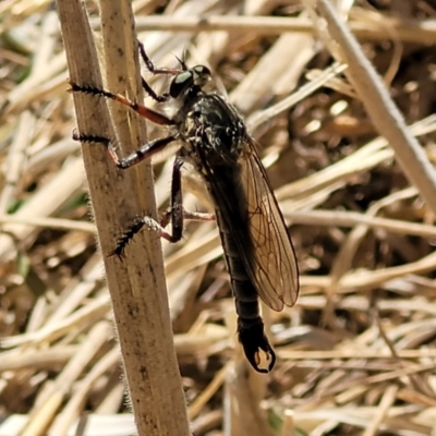 Dolopus rubrithorax (Large Brown Robber Fly) at Budjan Galindji (Franklin Grassland) Reserve - 17 Jan 2023 by trevorpreston