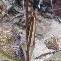 Corynophora lativittalis (Crambinae) at Vincentia, NSW - 10 Jan 2023 by RobG1