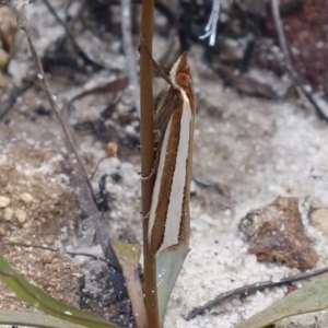 Corynophora lativittalis at Vincentia, NSW - suppressed