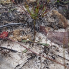 Corynophora lativittalis at Vincentia, NSW - suppressed