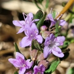 Mentha diemenica (Wild Mint, Slender Mint) at Franklin, ACT - 17 Jan 2023 by trevorpreston