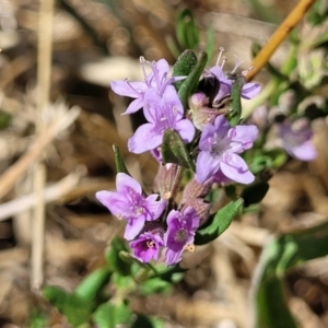 Mentha diemenica at Franklin, ACT - 17 Jan 2023