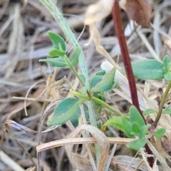 Mentha diemenica at Franklin, ACT - 17 Jan 2023