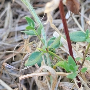 Mentha diemenica at Franklin, ACT - 17 Jan 2023 11:33 AM