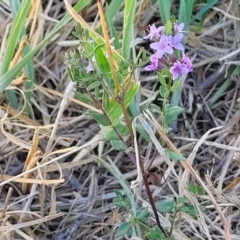 Mentha diemenica at Franklin, ACT - 17 Jan 2023