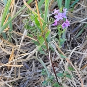 Mentha diemenica at Franklin, ACT - 17 Jan 2023