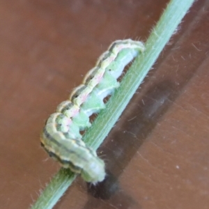 Heliocheilus (genus) at Hughes, ACT - 17 Jan 2023