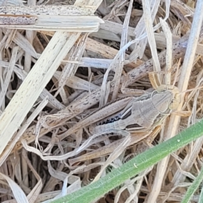 Praxibulus sp. (genus) (A grasshopper) at Budjan Galindji (Franklin Grassland) Reserve - 17 Jan 2023 by trevorpreston