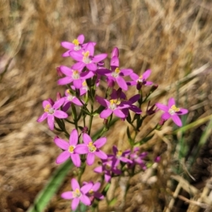 Centaurium erythraea at Harrison, ACT - 17 Jan 2023 11:25 AM