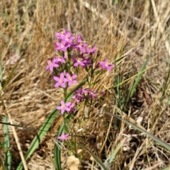 Centaurium erythraea at Harrison, ACT - 17 Jan 2023