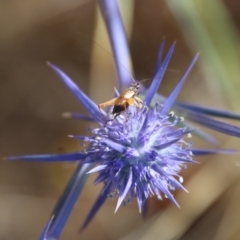 Eryngium ovinum (Blue Devil) at Federal Golf Course - 16 Jan 2023 by LisaH