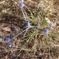 Eryngium ovinum at Red Hill, ACT - 17 Jan 2023 08:50 AM