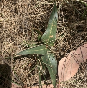 Brachychiton populneus subsp. populneus at Higgins, ACT - 17 Jan 2023