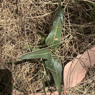 Brachychiton populneus subsp. populneus (Kurrajong) at Higgins, ACT - 17 Jan 2023 by Jillw