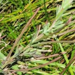 Epilobium hirtigerum (Hairy Willowherb) at Harrison, ACT - 17 Jan 2023 by trevorpreston