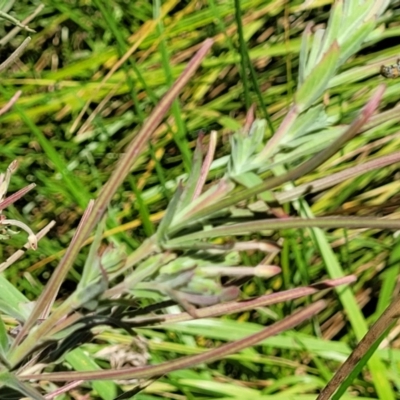 Epilobium hirtigerum (Hairy Willowherb) at Harrison, ACT - 17 Jan 2023 by trevorpreston