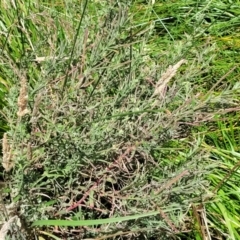 Epilobium hirtigerum at Harrison, ACT - 17 Jan 2023 11:25 AM