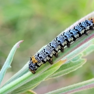 Phalaenoides tristifica at Harrison, ACT - 17 Jan 2023