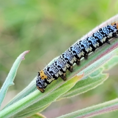 Phalaenoides tristifica (Willow-herb Day-moth) at Harrison, ACT - 17 Jan 2023 by trevorpreston