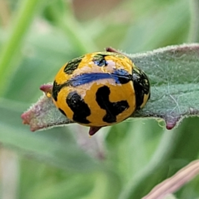 Coccinella transversalis (Transverse Ladybird) at Harrison, ACT - 17 Jan 2023 by trevorpreston