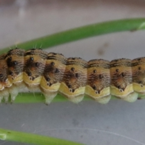 Helicoverpa (genus) at Mongarlowe, NSW - suppressed