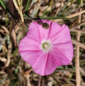 Convolvulus angustissimus at Harrison, ACT - 17 Jan 2023 11:20 AM