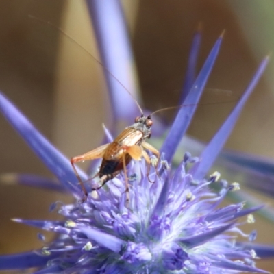 Trigonidium sp. (genus) (A Sword-tail Cricket) at Red Hill, ACT - 17 Jan 2023 by LisaH