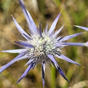 Eryngium ovinum at Harrison, ACT - 17 Jan 2023