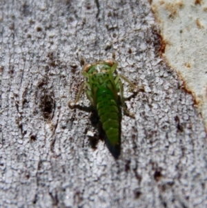 Eurybrachidae (family) at Hughes, ACT - 17 Jan 2023