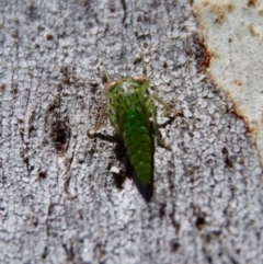 Eurybrachidae (family) (Unidentified planthopper) at Red Hill Nature Reserve - 16 Jan 2023 by LisaH