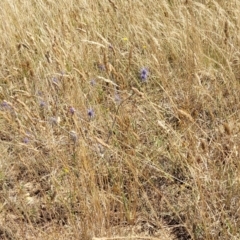 Dactylis glomerata at Harrison, ACT - 17 Jan 2023 11:17 AM