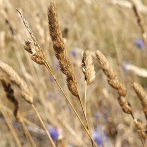 Dactylis glomerata at Harrison, ACT - 17 Jan 2023