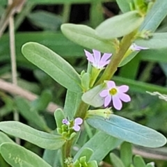 Lythrum hyssopifolia (Small Loosestrife) at Harrison, ACT - 17 Jan 2023 by trevorpreston