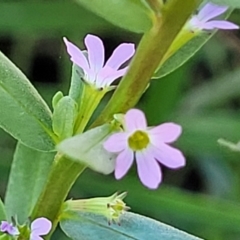 Lythrum hyssopifolia at Harrison, ACT - 17 Jan 2023