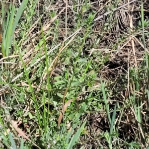 Lythrum hyssopifolia at Harrison, ACT - 17 Jan 2023