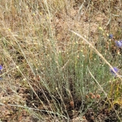 Calocephalus citreus at Harrison, ACT - 17 Jan 2023